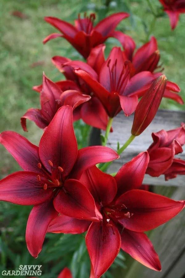 Sunrise Serenity: A Warm Cascade of Blooms